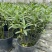 马利筋盆栽芳香花多年生庭院宿根花园花镜植物花卉耐热