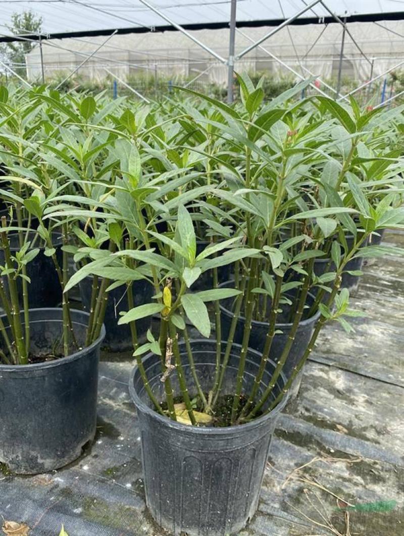 马利筋盆栽芳香花多年生庭院宿根花园花镜植物花卉耐热