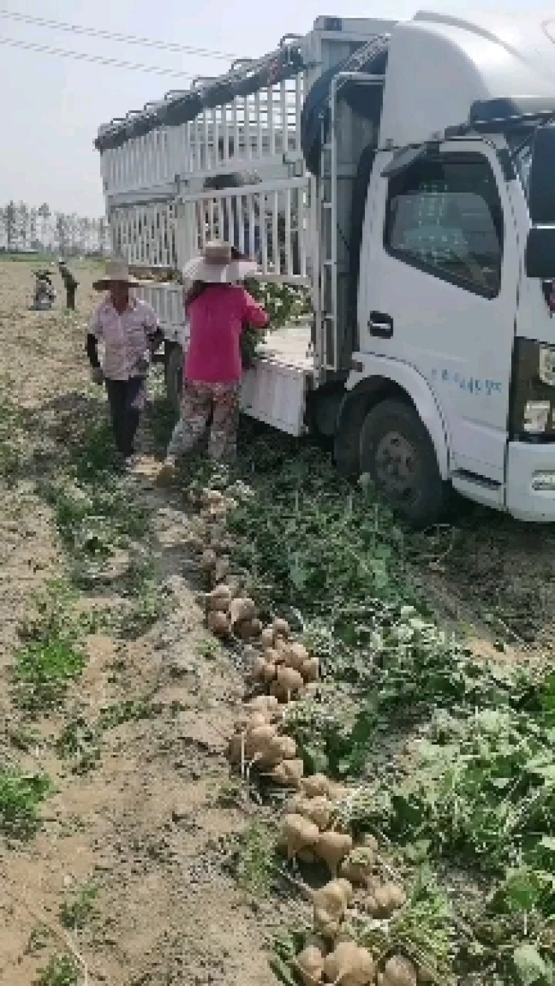 凉薯，表皮白皙，肉质细嫩多汁。