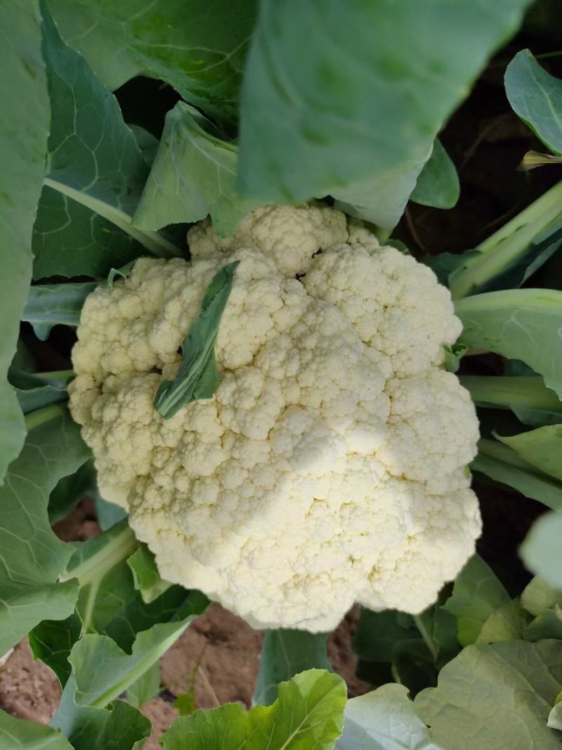山东肥城青梗白面松花菜，有机菜花大量供应！