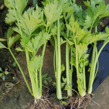 芹菜苗