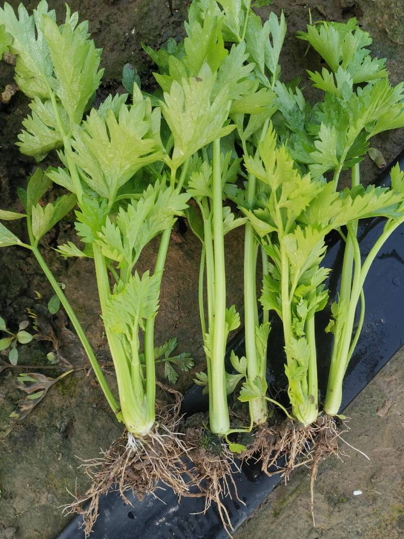 芹菜苗