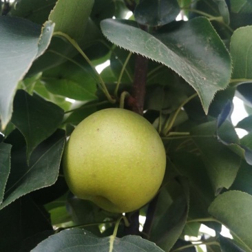 无膨大、自然成熟的绿梨