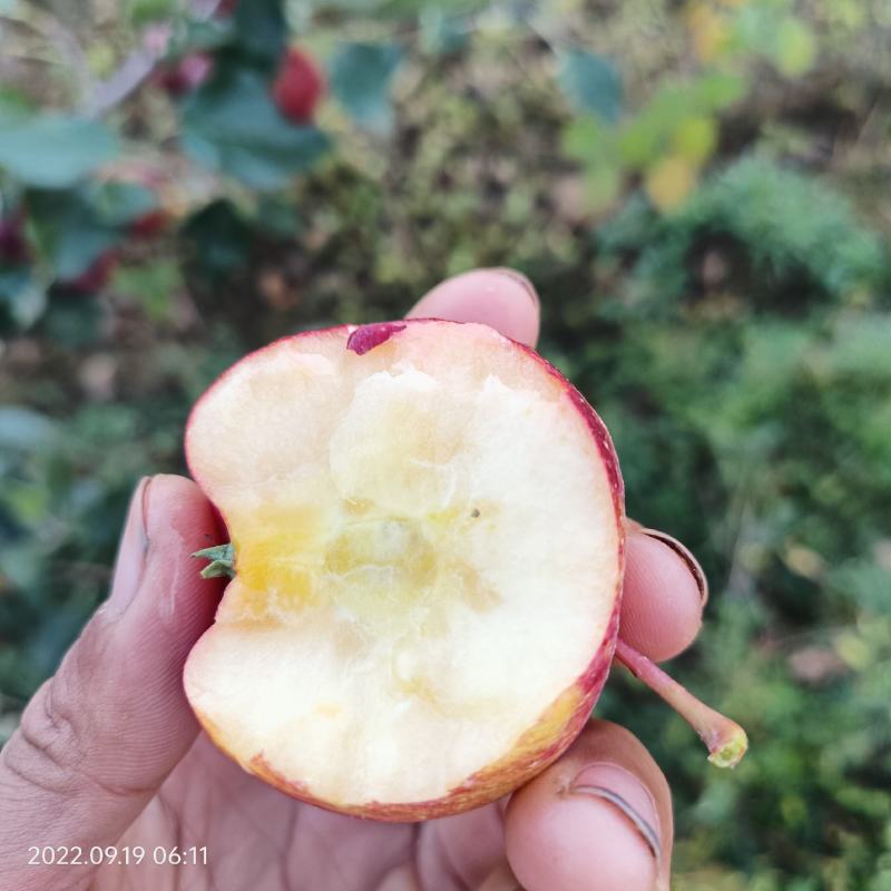 龙丰苹果，大秋果，酸甜可口，适合南北方市场。