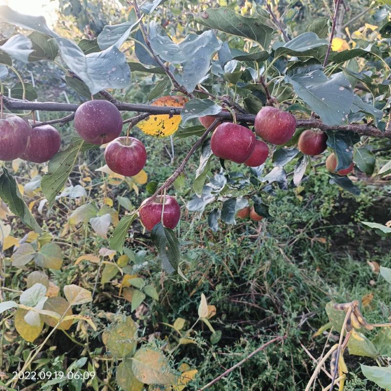 龙丰苹果，大秋果，酸甜可口，适合南北方市场。