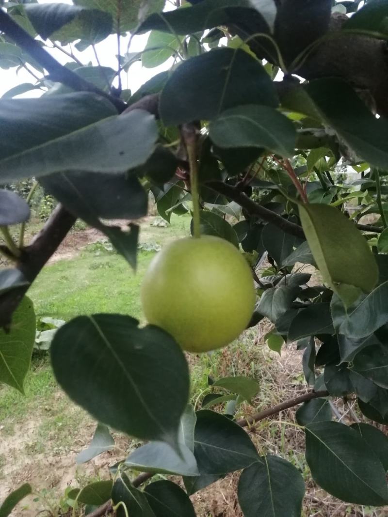 无膨大、自然成熟的绿梨