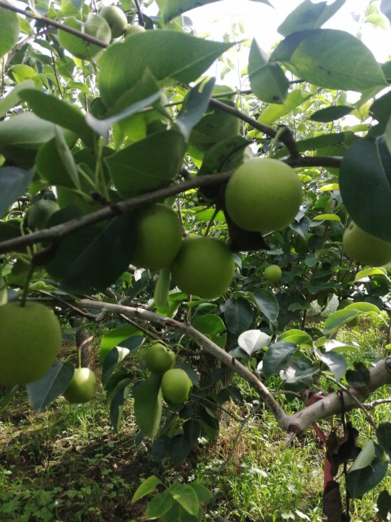 无膨大、自然成熟的绿梨