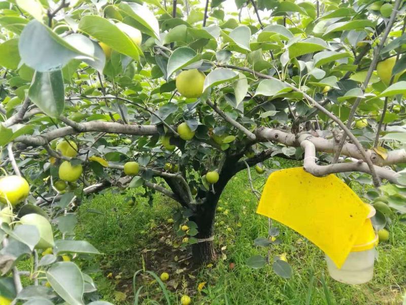 无膨大、自然成熟的绿梨