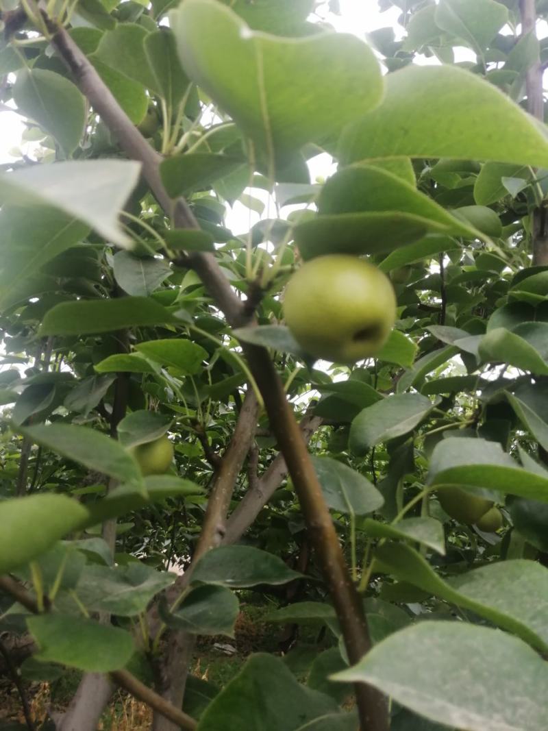 无膨大、自然成熟的绿梨