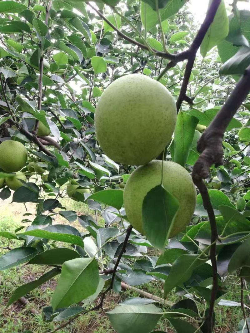 无膨大、自然成熟的绿梨