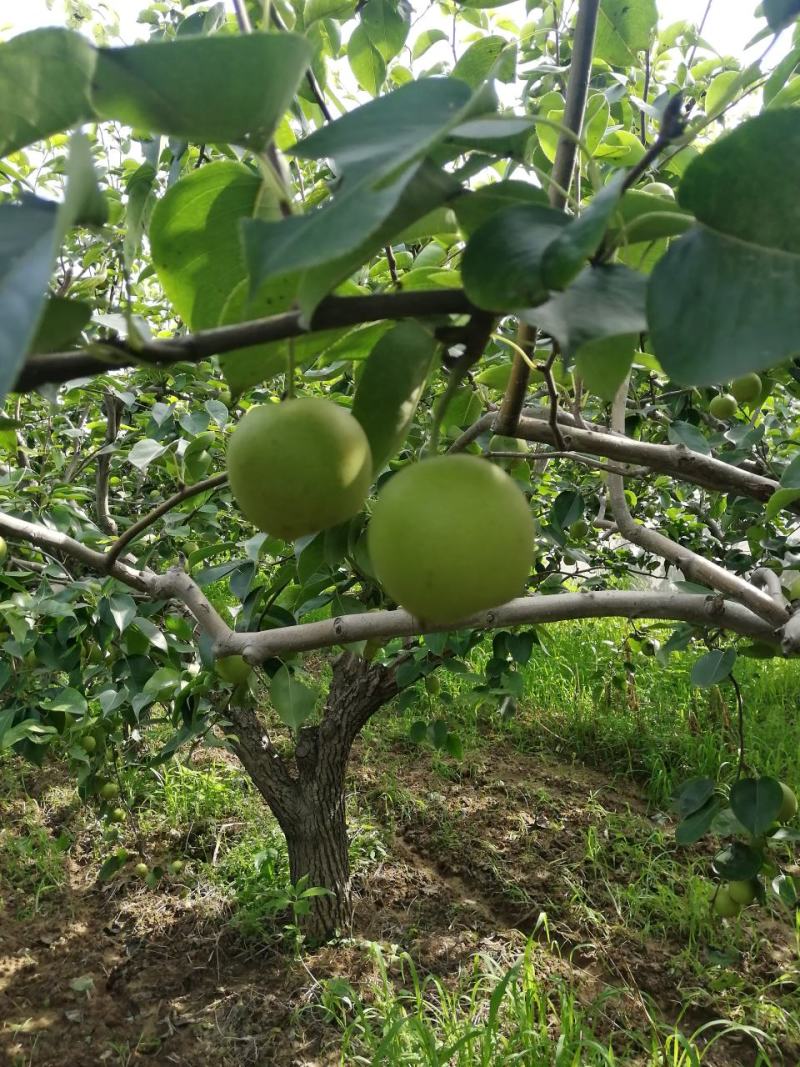 无膨大、自然成熟的绿梨