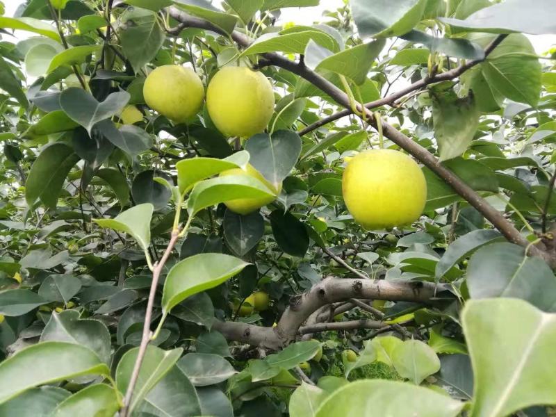 无膨大、自然成熟的绿梨