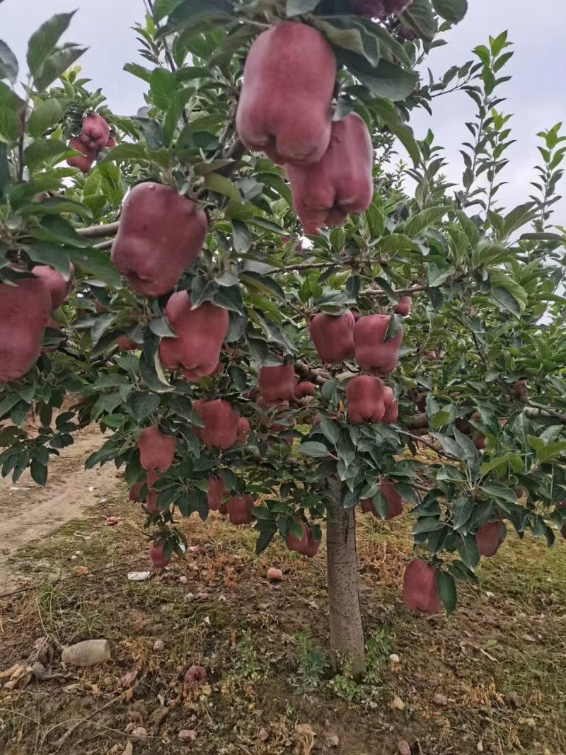 甘肃省礼县花牛苹果，一手货源，也可视频看货