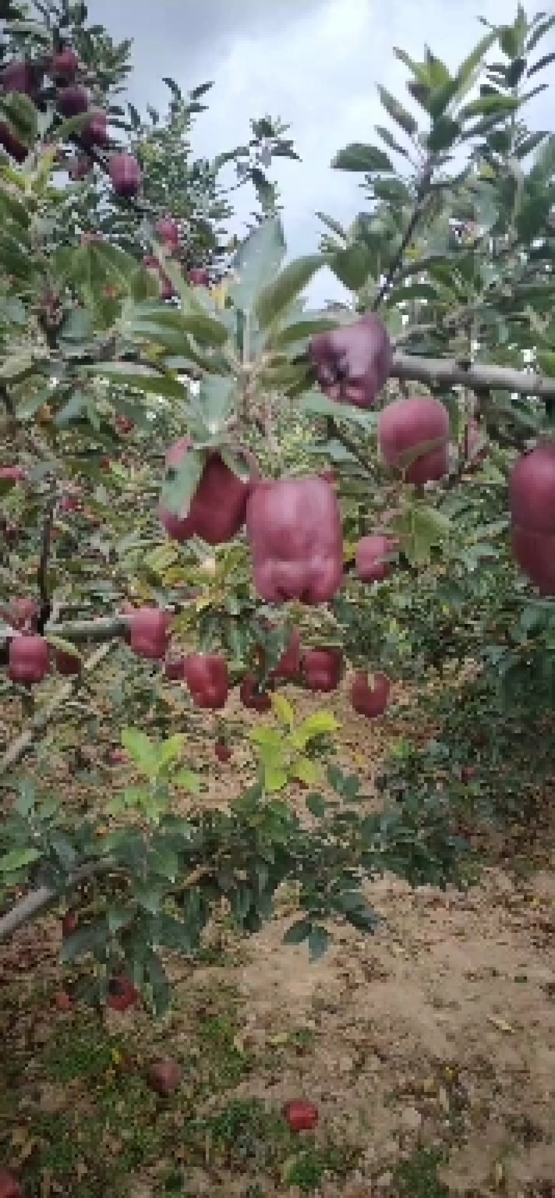 甘肃省礼县花牛苹果，一手货源，也可视频看货