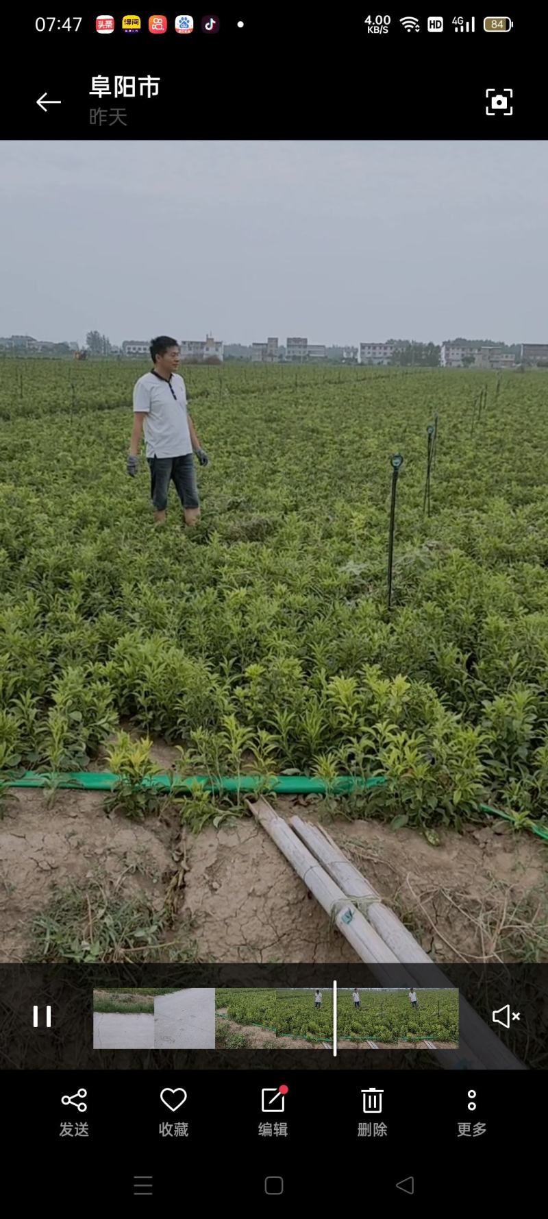 改良白术种子