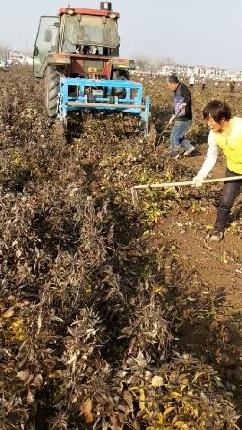 改良白术种子