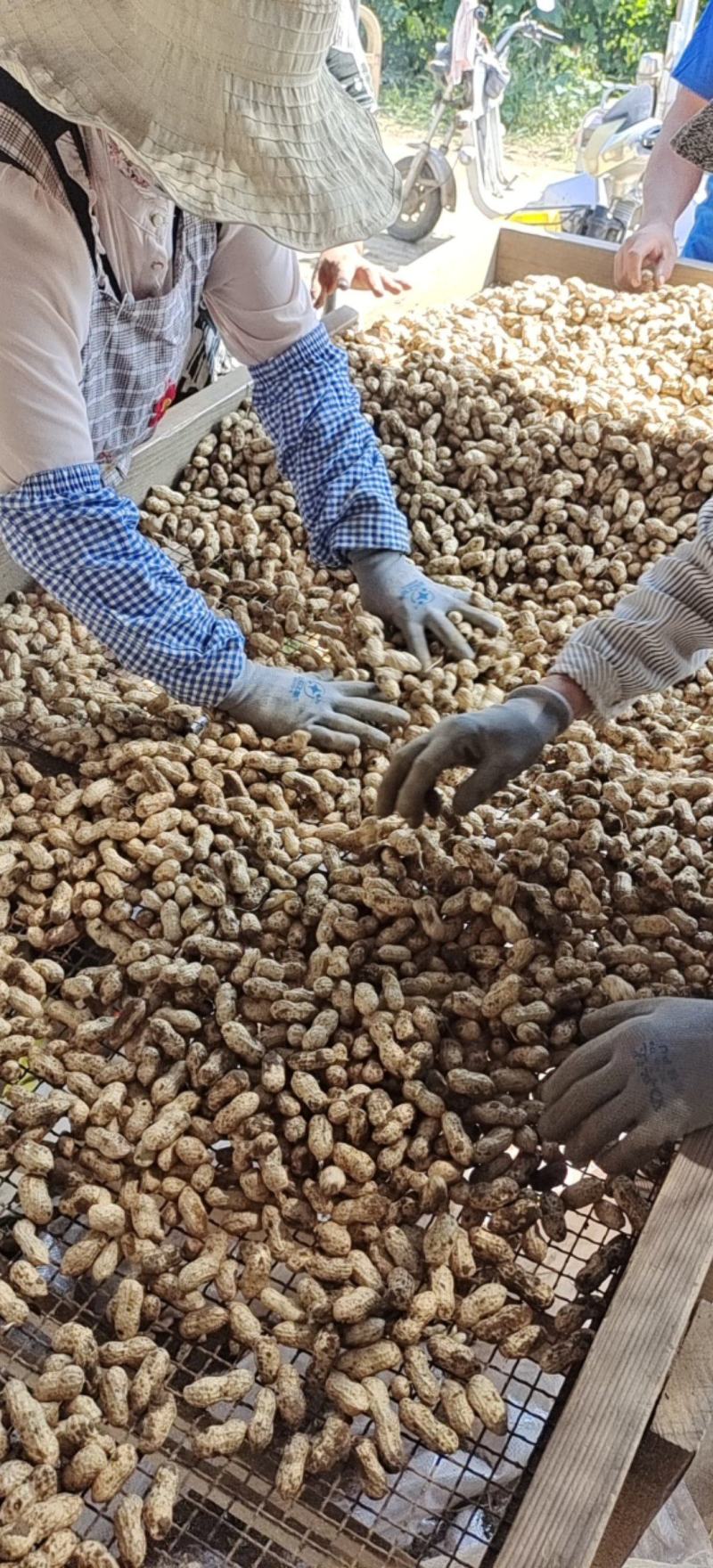 品质大白沙花生货量大一手货源产地直供可持续供货