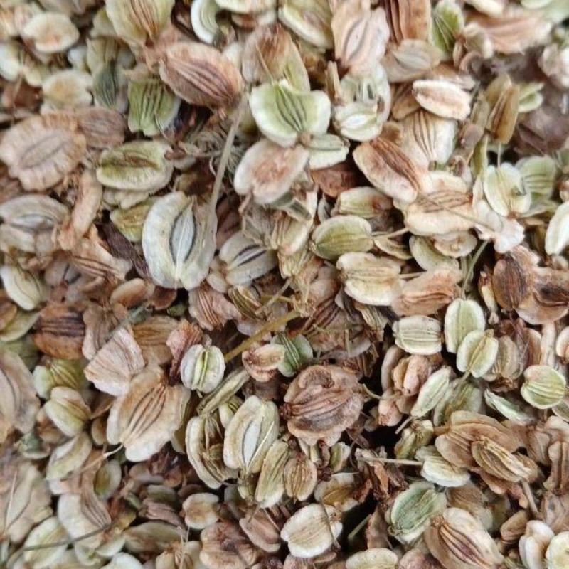 纯新二年白芷种子
