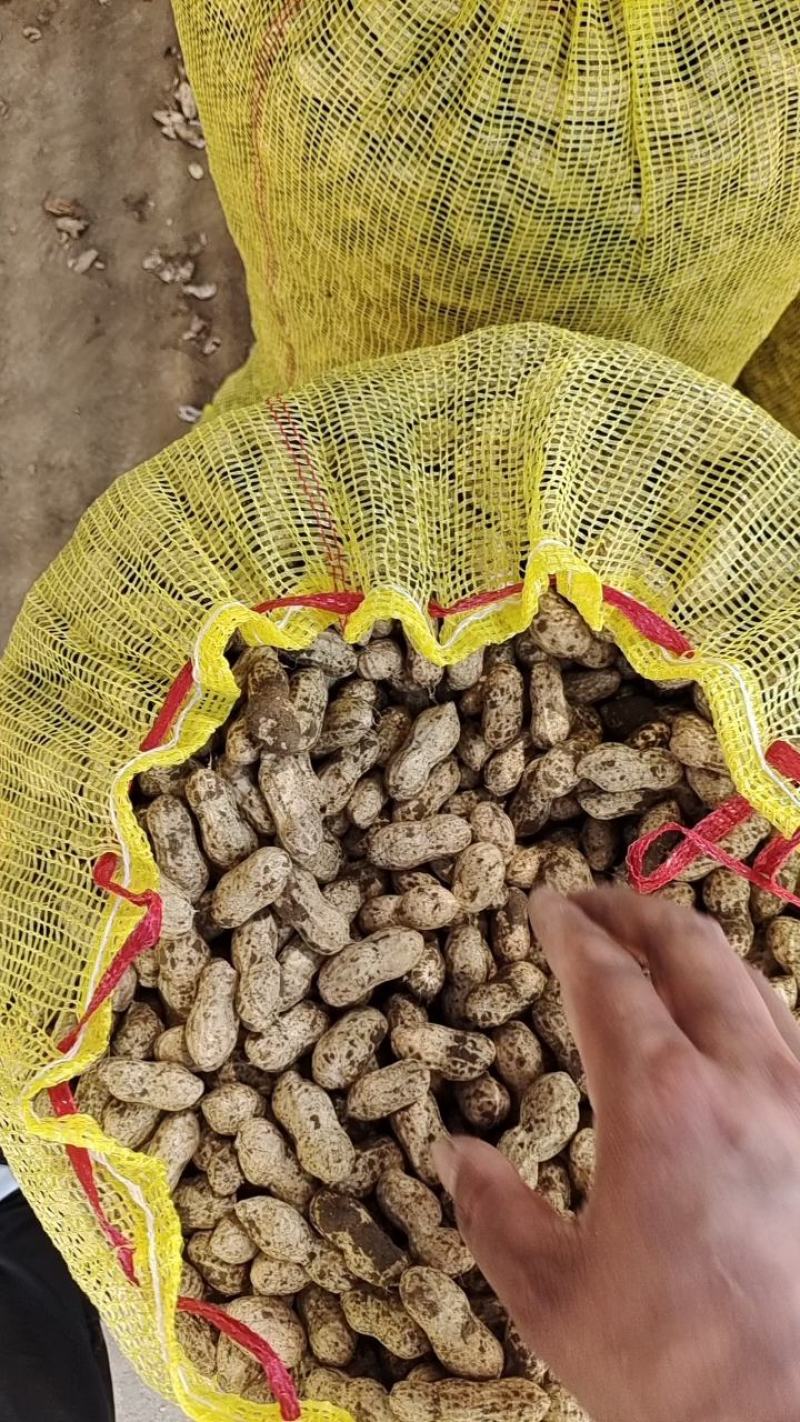 精品大白沙花生上市啦一手货源产地直供可以视频看货