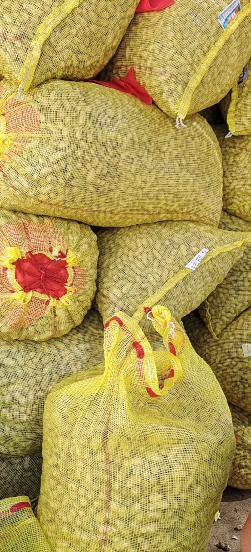 精品大白沙花生上市啦一手货源产地直供可以视频看货