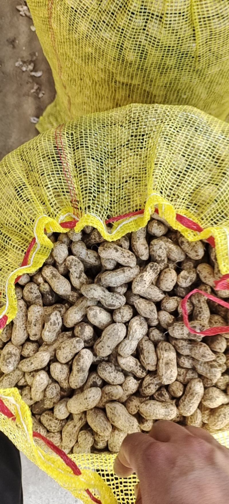 精品大白沙花生上市啦一手货源产地直供可以视频看货
