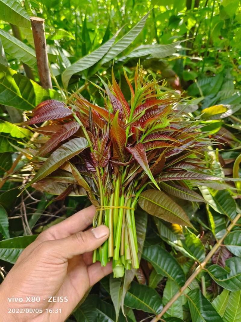 云南露天.新鲜红油香椿.红油香椿芽.产地直销。口感香嫩！