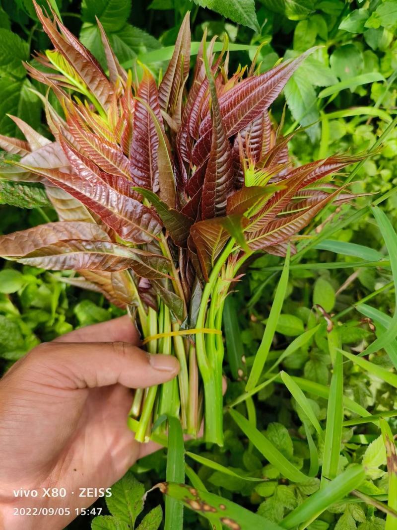 云南露天.新鲜红油香椿.红油香椿芽.产地直销。口感香嫩！