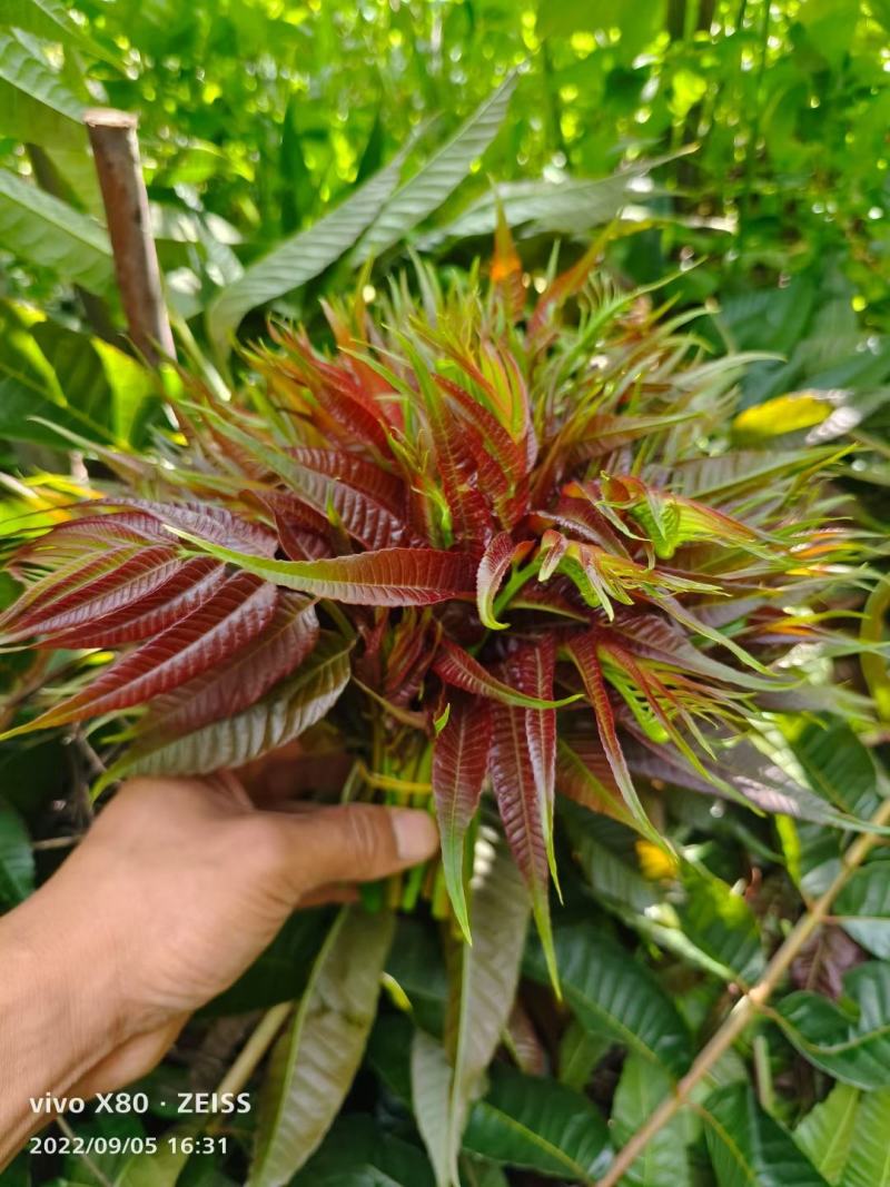 云南露天.新鲜红油香椿.红油香椿芽.产地直销。口感香嫩！