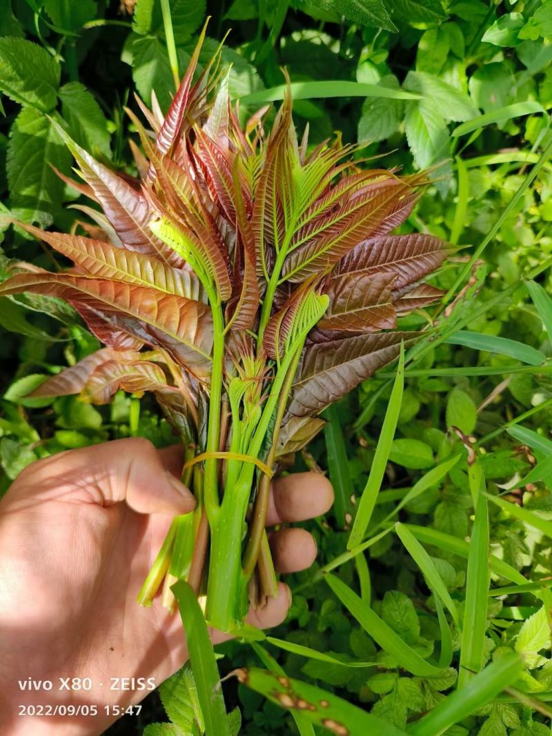 云南露天.新鲜红油香椿.红油香椿芽.产地直销。口感香嫩！