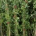 甜蜜红木香花苗四季红色盆栽带花爬藤植物浓香吸味绿植好养活