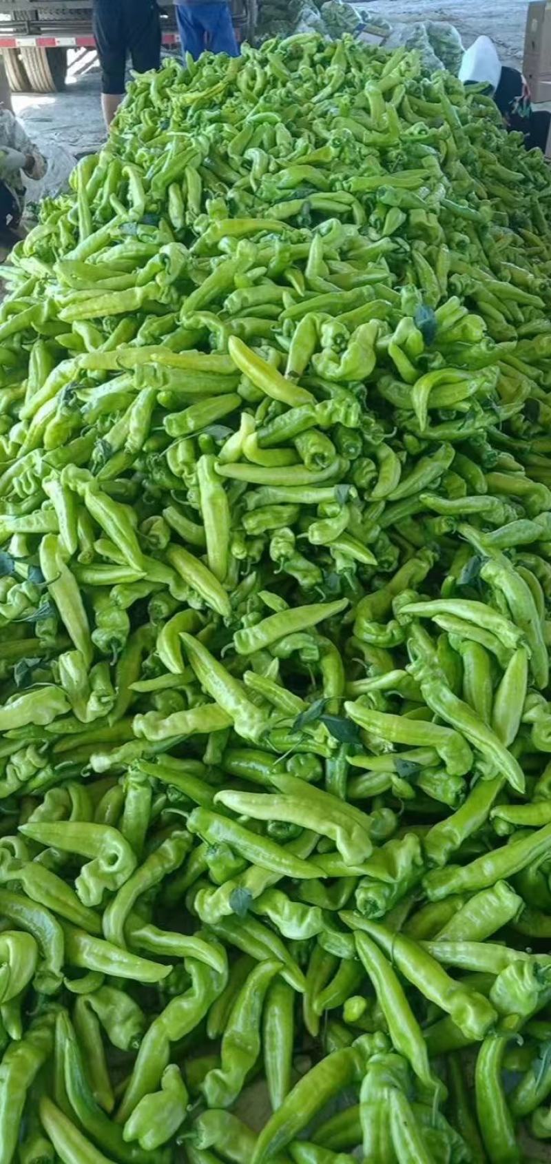 辽宁牛角椒尖角大量供应质优价廉可视频看货