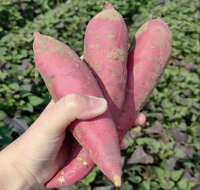 优质红薯西瓜红烟薯25紫薯产地一手货源保质保量全国发货