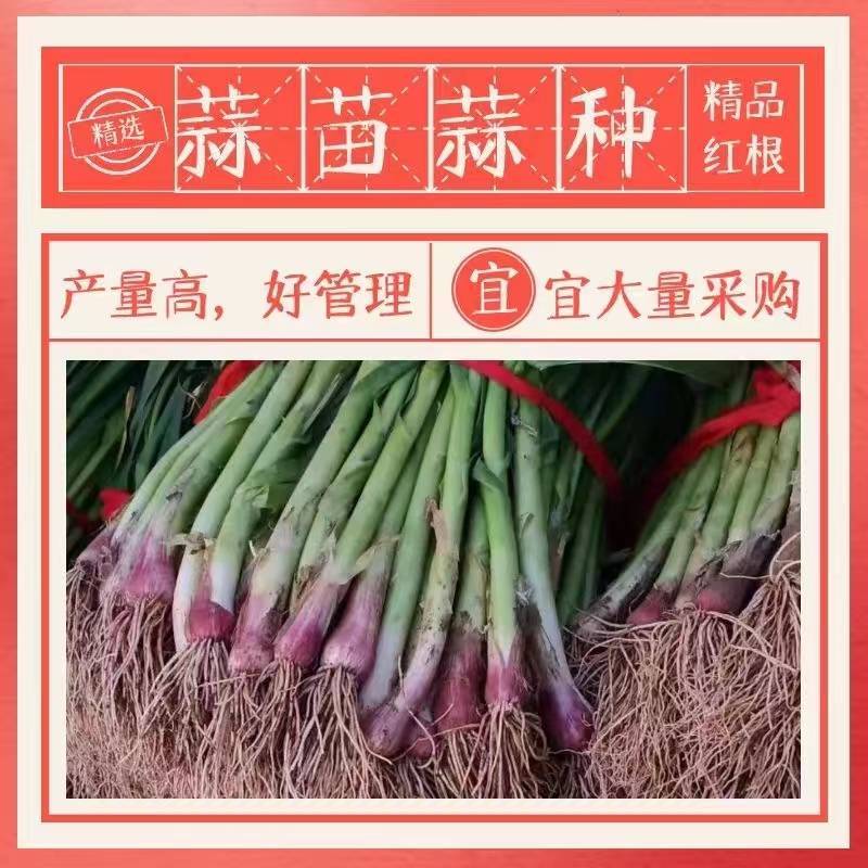 【精品】许昌红根蒜苗，对接市场电商平台根茎长叶片