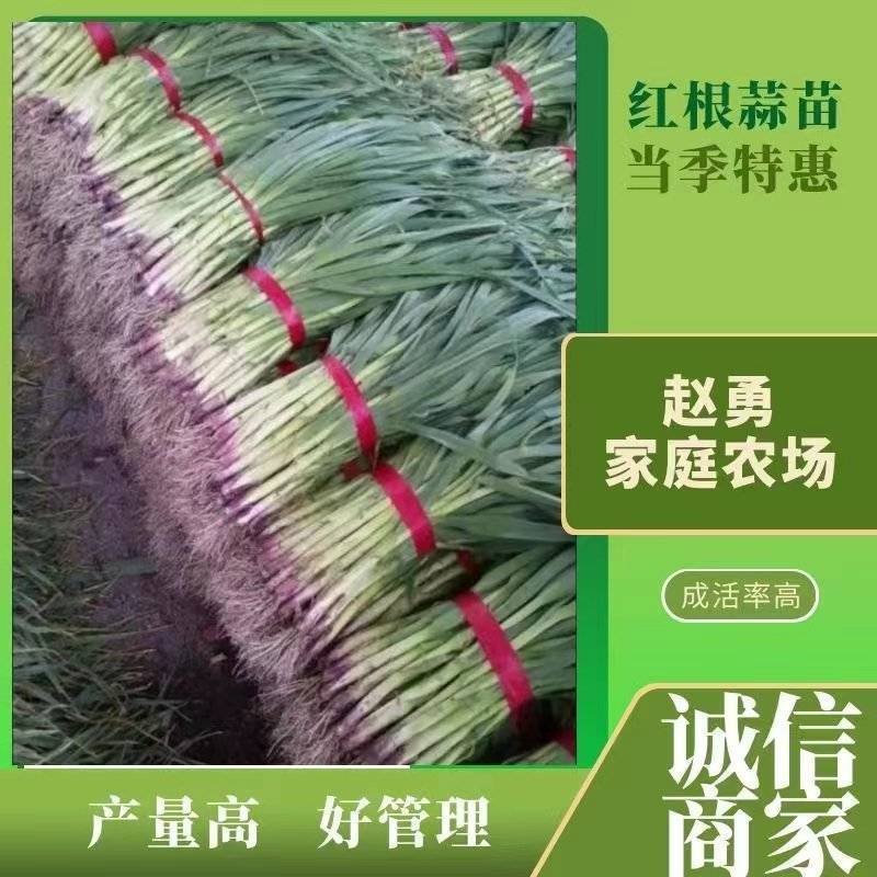 【精品】许昌红根蒜苗，对接市场电商平台根茎长叶片