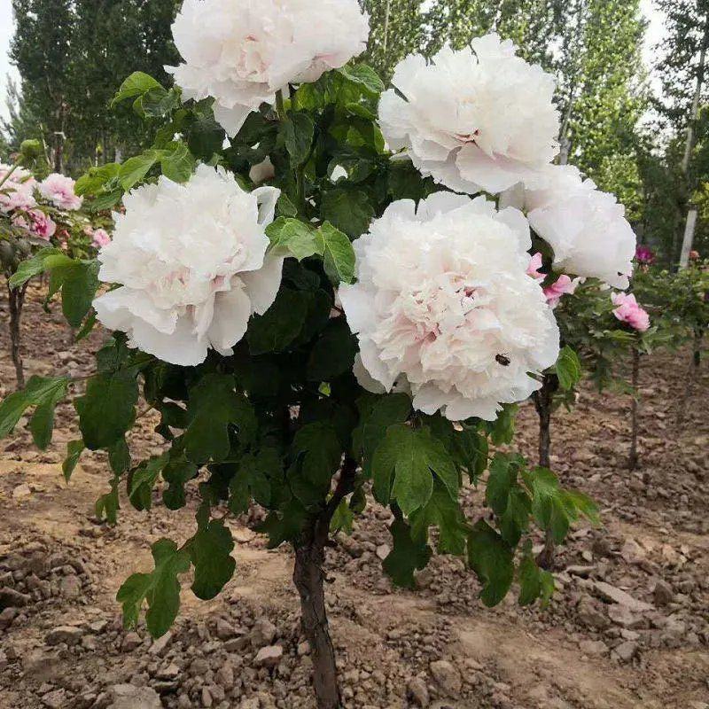 独杆牡丹花苗盆栽大苗别墅庭院绿化地栽阳台菏泽牡丹树重瓣