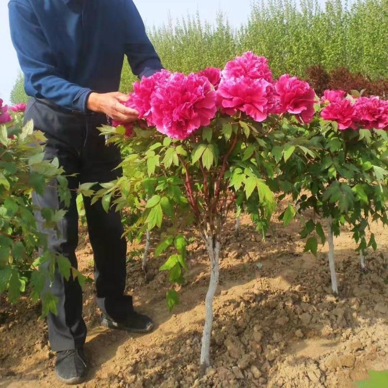 独杆牡丹花苗盆栽大苗别墅庭院绿化地栽阳台菏泽牡丹树重瓣
