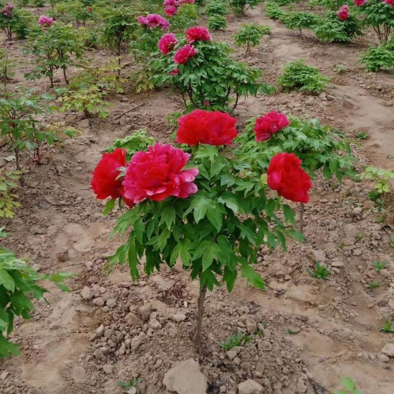 独杆牡丹花苗盆栽大苗别墅庭院绿化地栽阳台菏泽牡丹树重瓣