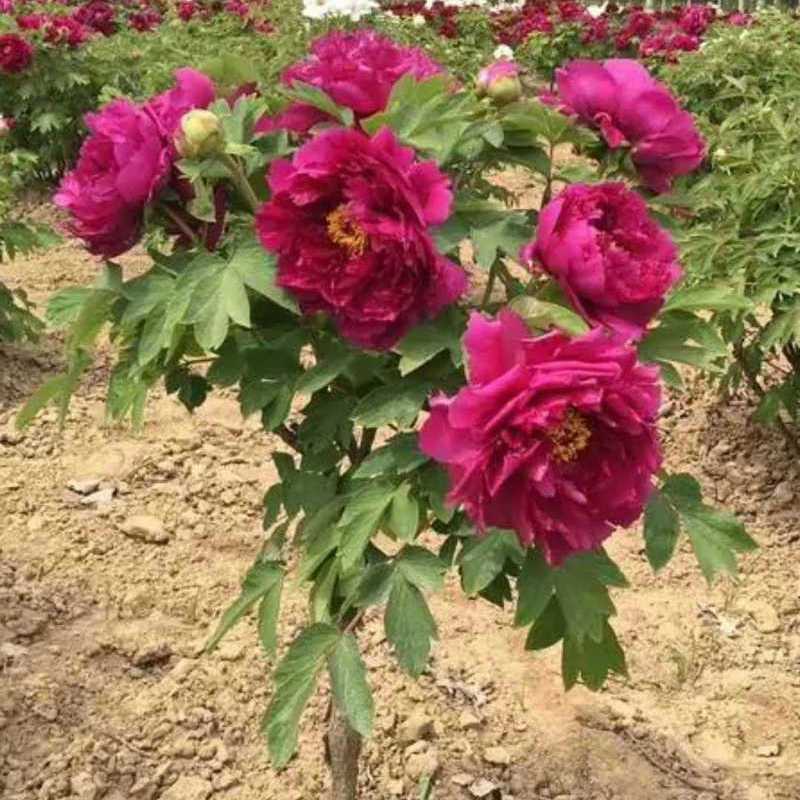 独杆牡丹花苗盆栽大苗别墅庭院绿化地栽阳台菏泽牡丹树重瓣
