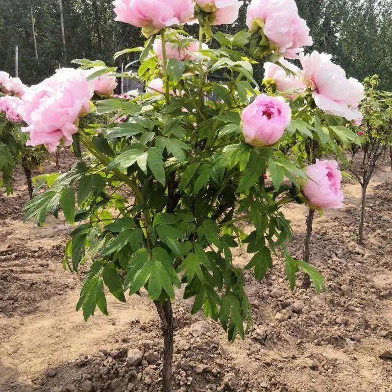 独杆牡丹花苗盆栽大苗别墅庭院绿化地栽阳台菏泽牡丹树重瓣