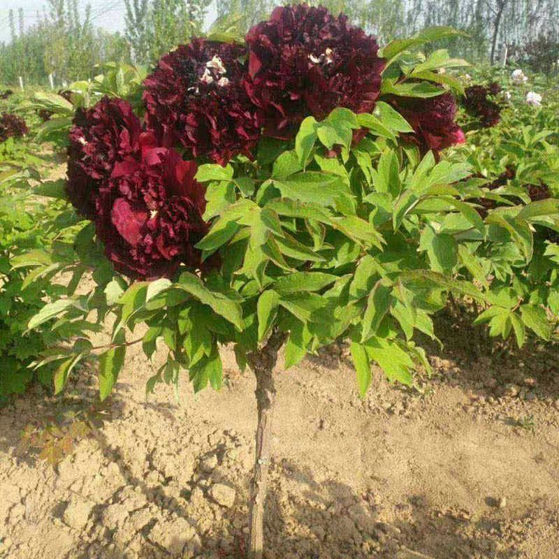 独杆牡丹花苗盆栽大苗别墅庭院绿化地栽阳台菏泽牡丹树重瓣