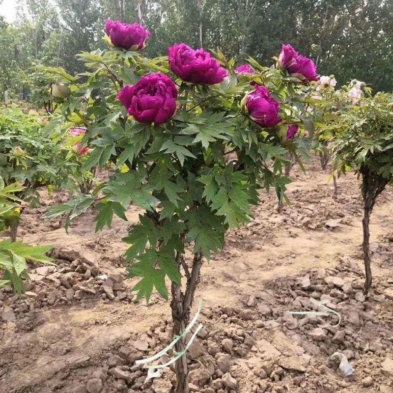 独杆牡丹花苗盆栽大苗别墅庭院绿化地栽阳台菏泽牡丹树重瓣