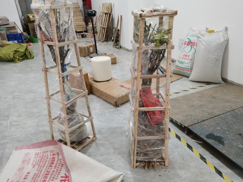 独杆牡丹花苗盆栽大苗别墅庭院绿化地栽阳台菏泽牡丹树重瓣