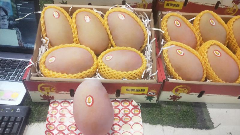 海南精品金煌芒一件代发7到9个果一箱8斤净果随机选