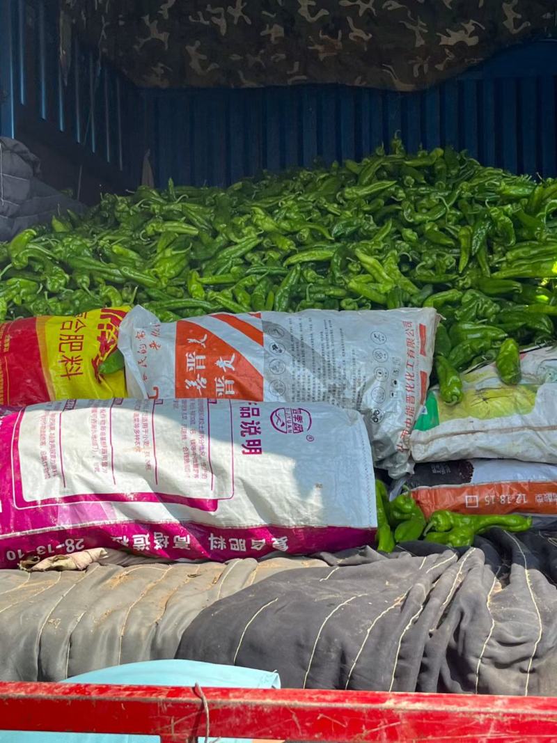 鲜辣椒301大量现货供应保质保量.螺丝椒.线椒.苏椒.泡