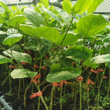钦蜜9号百香果嫁接苗黄金百香果苗