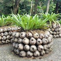 海南琼海阳江带皮老椰子，可育苗，可加工产地直销