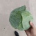 精品墨玉小平包个头二三斤叶青根平，无虫眼老化