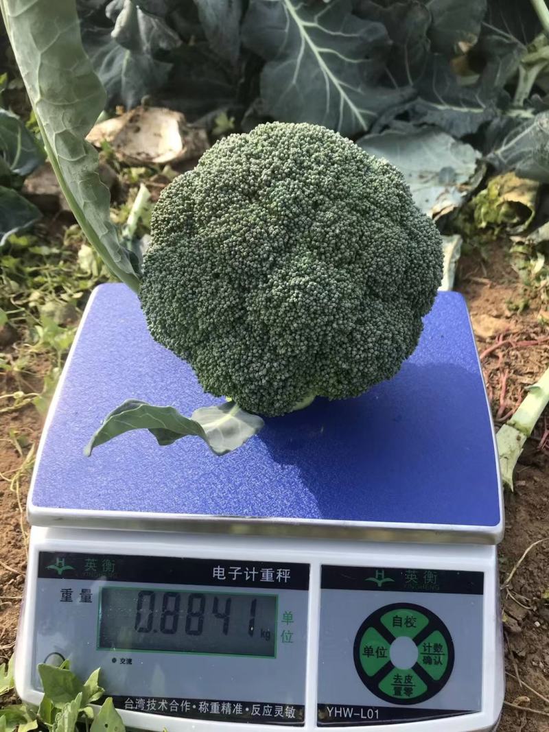【精品】西兰花产地现货无黑点品质好欢迎来电