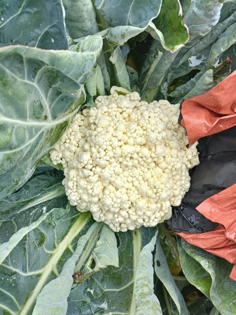 松花