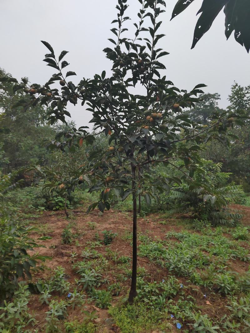 柿子树，陕西省西安市临潼区，临潼特产，火晶柿子树